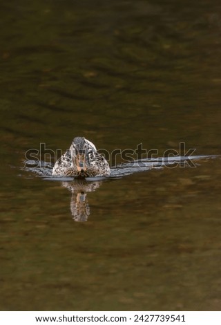 Mallard duck swimming over the lake with warm tones