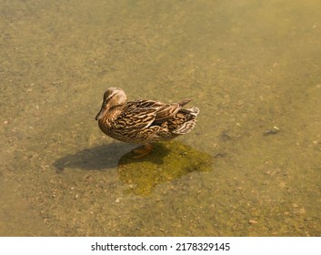 Mallard Duck Is Swimming In The Pond. The Duck Is Floating In The River And Look For Food. Migration Of Migratory Birds. Animal Behavior In The Wild. Observation Of Animals.