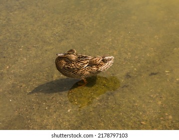 Mallard Duck Is Swimming In The Pond. The Duck Is Floating In The River And Look For Food. Migration Of Migratory Birds. Animal Behavior In The Wild. Observation Of Animals.