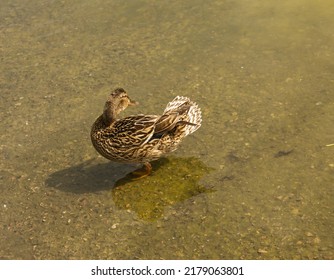 Mallard Duck Is Swimming In The Pond. The Duck Is Floating In The River And Look For Food. Migration Of Migratory Birds. Animal Behavior In The Wild. Observation Of Animals.