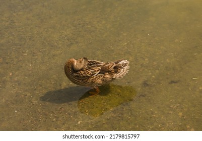 Mallard Duck Is Swimming In The Pond. The Duck Is Floating In The River And Look For Food. Migration Of Migratory Birds. Animal Behavior In The Wild. Observation Of Animals.