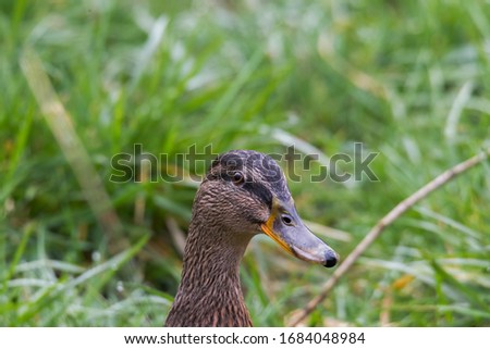 Similar – Small duckling in the grass