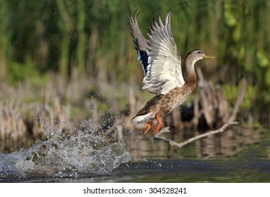 Mallard duck take off from water