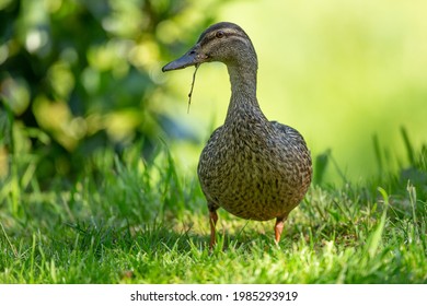 Mallard Duck walking on the grass to the water in the summer