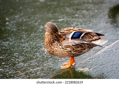 A Mallard Duck Walking On An Icy Lake