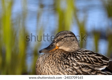 mallard duck water birds in the park