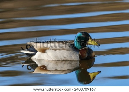 mallard duck water birds in the park