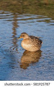 Mallard Duck in water  England