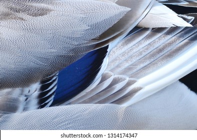 MALLARD DUCK WHITE GRAY WHITE FEATHER TEXTURE MACRO CLOSE UP - Powered by Shutterstock