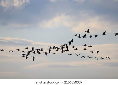 mallard duck in the wild, migratory bird, seasonal migration - Shutterstock ID 2166350339