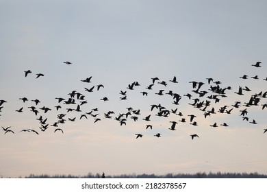 mallard duck in the wild, migratory bird, seasonal migration - Shutterstock ID 2182378567