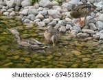 Mallard Duck in Wye Marsh