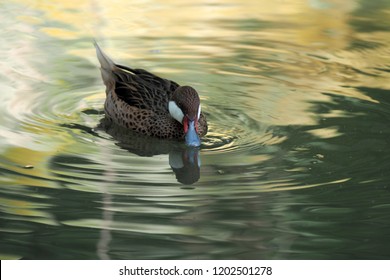 mallard duck in zoo