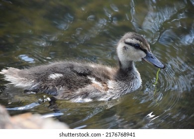 Mallard Duckling On A Pond