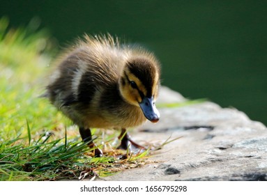 Mallard Duckling On The Riverbank