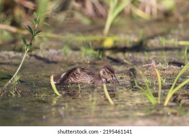 Mallard Duckling In A Pond