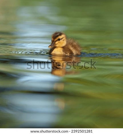 Mallard duckling resting at lakeside. Mallards are large ducks with hefty bodies, rounded heads, and wide, flat bills.