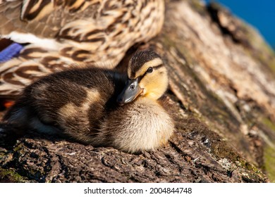 Mallard Duckling Resting On A Log With Its Mother On A London Pond, UK 