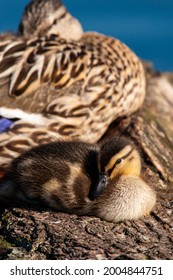 Mallard Duckling Resting On A Log With Its Mother On A London Pond, UK 