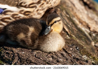 Mallard Duckling Resting On A Log With Its Mother On A London Pond, UK