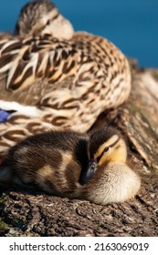 Mallard Duckling Resting On A Log With Its Mother On A London Pond, UK