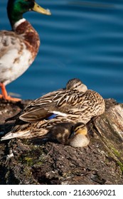 Mallard Duckling Resting On A Log With Its Mother On A London Pond, UK