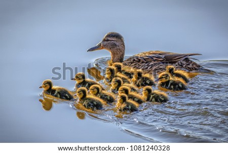 Mallard With Ducklings
