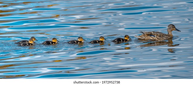 Mallard and ducklings in a row - Powered by Shutterstock