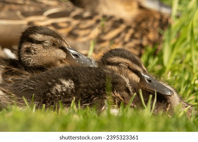 Mallard ducklings sleeping on the grass - Powered by Shutterstock