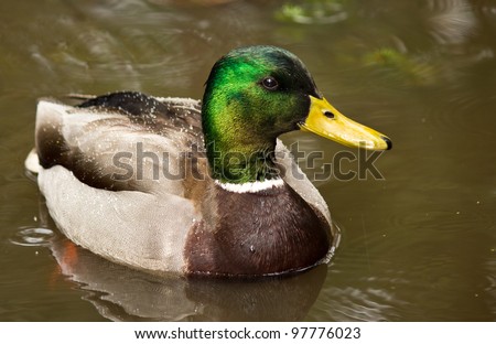 Mallard Ducks (Anas platyrhynchos) relaxing in pond