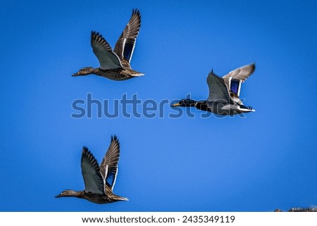 Mallard Ducks Catching fish swimming Flying Flapping wings