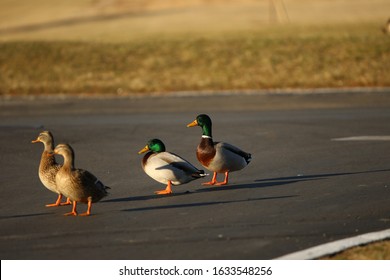 Mallard Ducks Crossing The Road