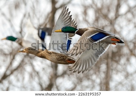 Mallard ducks in fast flight, closeup. Genus Anas platyrhynchos.