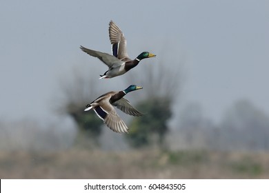 Mallard Ducks Flying