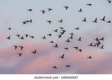 Mallard Ducks Flying Across An Evening Sky.