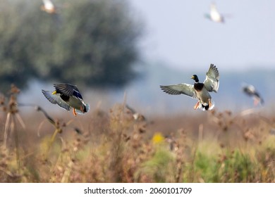 Mallard Ducks Landing On The Wetlands 