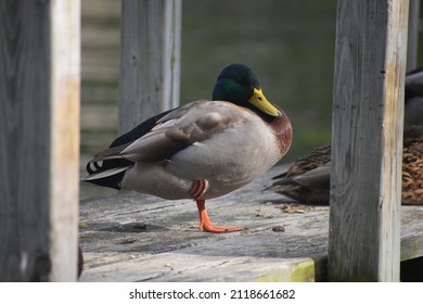 Mallard Ducks Near Cayuga Lake