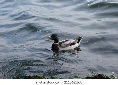 Mallard Ducks Near Cayuga Lake