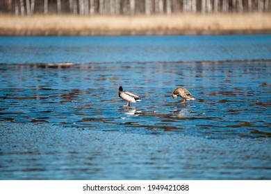 Mallard Ducks Standing On Thin Ice On Beautiful Blue Water