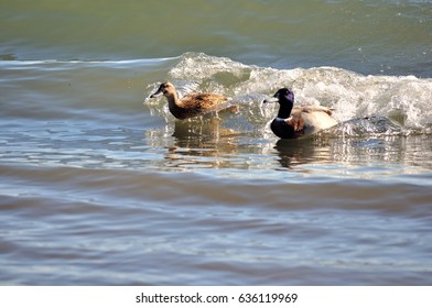 Mallard Ducks Surfing On Lake Macquarie