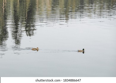 Mallard Ducks Swimming Along The Calm Water In Bass Lake California. With National Forests Closed, The Parks Are Empty Of People And Wildlife Is Thriving!