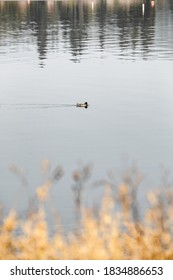 Mallard Ducks Swimming Along The Calm Water In Bass Lake California. With National Forests Closed, The Parks Are Empty Of People And Wildlife Is Thriving