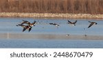 Mallard ducks swimming and flying near the missouri river in the cold water