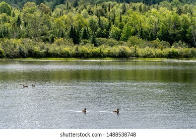 Mallard Ducks Swimming In Lake In New York