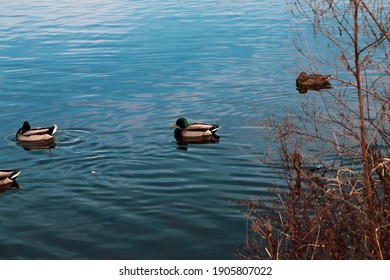 Mallard Ducks Swimming On Lake In Roosevelt Park, Edison, NJ In Winter