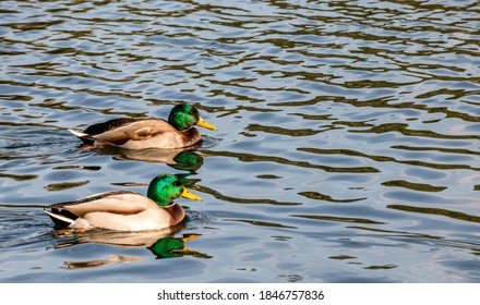 Mallard Ducks Swimming On A Pond In Washington Park, Denver, Colorado