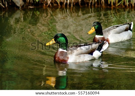 Mallard Ducks Swimming in pond with reflection