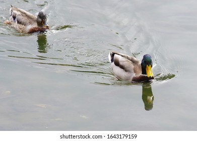 Mallard Ducks Swimming In The River Po Turin, Italy