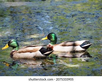 Mallard Ducks At Vernonia Lake In Oregon