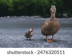 Mallard female with little ducklings. Breeding season in wild ducks. Mallard duck with a brood in a colorful spring place. Little ducklings with mom duck